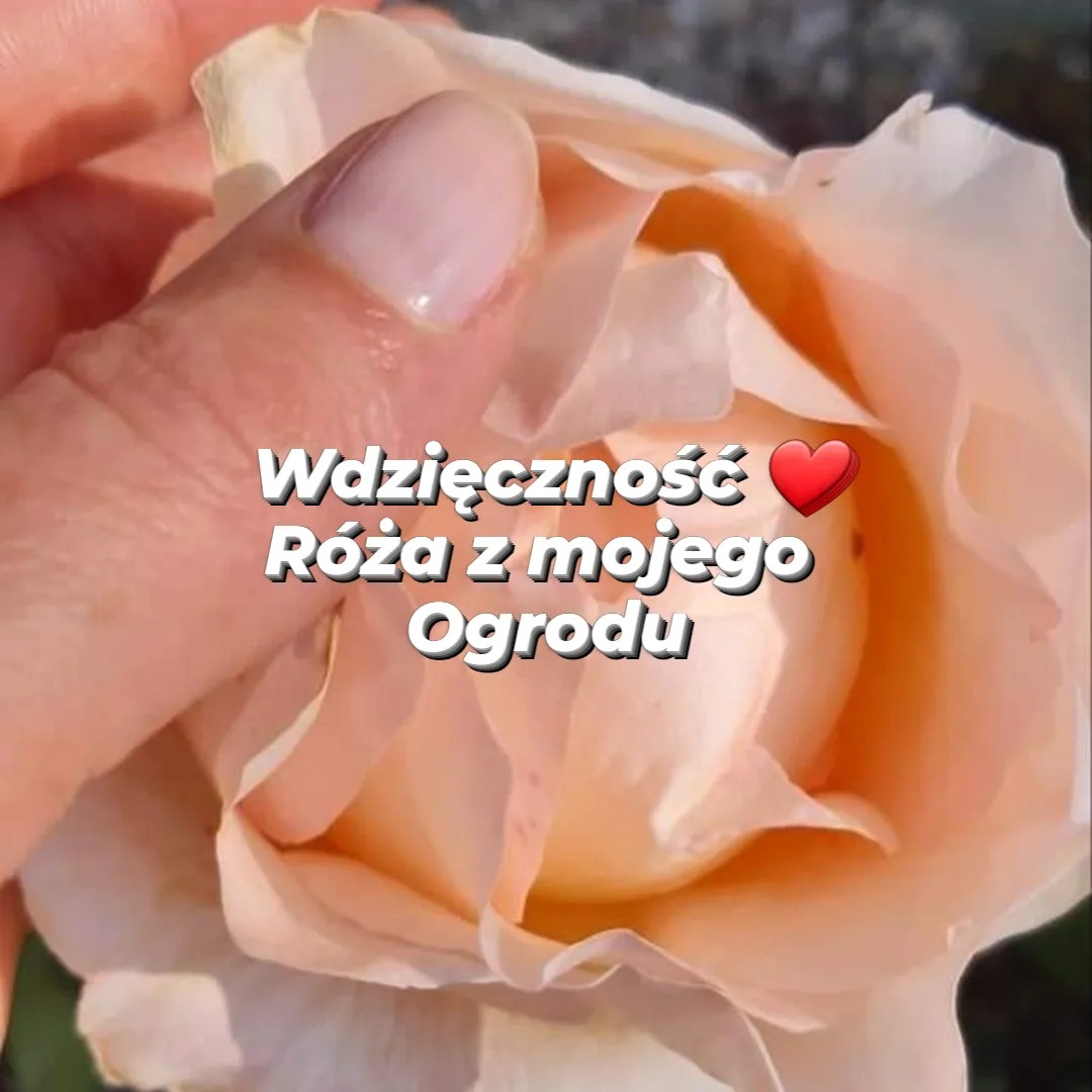 Ilona Wystup Świadome Piękno